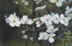 Andrea_Ron_DogwoodBlossoms.jpg (36kb)